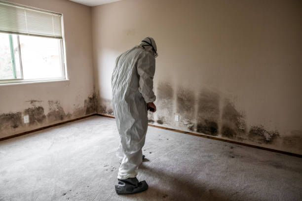 Best Mold Testing  in Hawley, MN