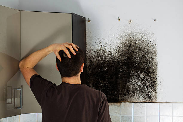 Best Mold Removal Company Near Me  in Hawley, MN