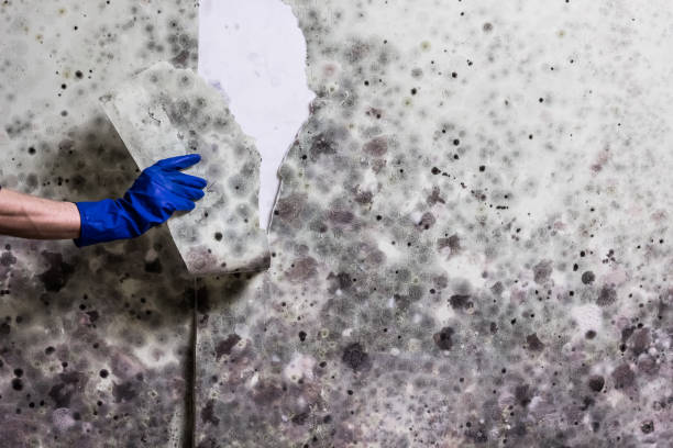Best Attic Mold Removal  in Hawley, MN